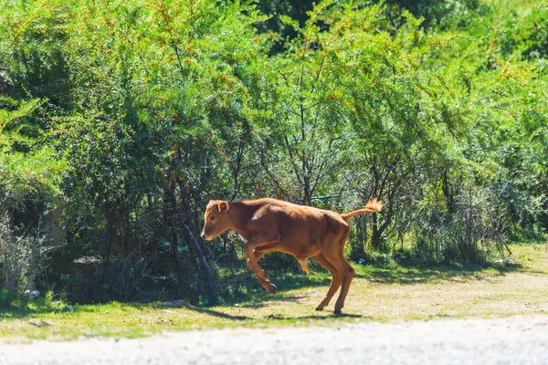 Malé Hnědé Tele Pozadí Zelených Stromů Zemědělská Zvířata Kyrgyzstánu Odpočinek — Stock fotografie