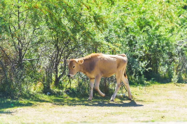 Malé Hnědé Tele Pozadí Zelených Stromů Zemědělská Zvířata Kyrgyzstánu Odpočinek — Stock fotografie