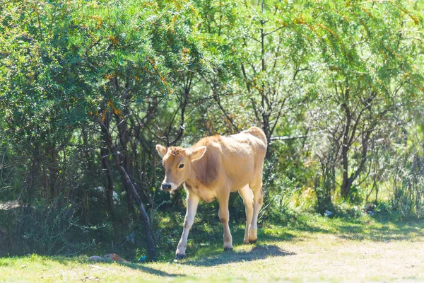 Pequeño Becerro Marrón Fondo Árboles Verdes Animales Agricultura Kirguistán Descanse —  Fotos de Stock