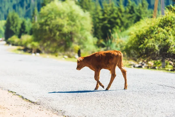 Kleines Braunes Kalb Auf Dem Hintergrund Grüner Bäume Tiere Der — Stockfoto