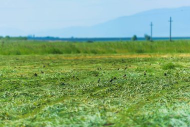 Siyah kuşlar tarladaki yeşil çimenlerin üzerinde yürürler. Kırgızistan'da tarım. Issyk Kul gölüne gezi.