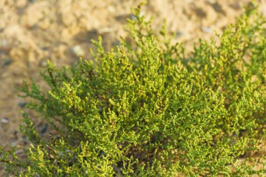 Çöldeki yeşil çalı. Kırgızistan'da dinlenin. Issyk Kul Gölü alanında doğa yürüyüşü.