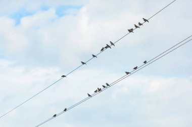 Kuşlar elektrik hattında yer. Bulutlu gökyüzüne karşı kablolar. Tellerüzerinde kuşlar.