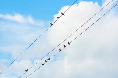 Kuşlar elektrik hattında yer. Bulutlu gökyüzüne karşı kablolar. Tellerüzerinde kuşlar.