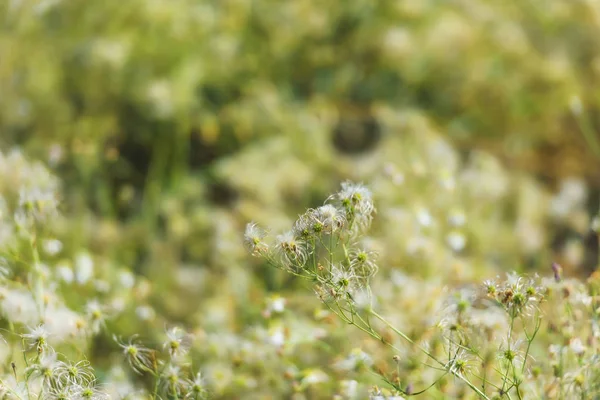 White fluffy flowers on a shrub plant. Rest in Kyrgyzstan. Trip to Issyk Kul lake.