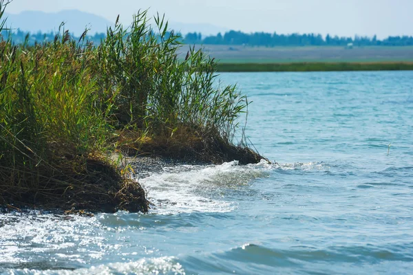 Cañas Verdes Orilla Del Lago Issyk Kul Descanse Kirguistán Textura — Foto de Stock