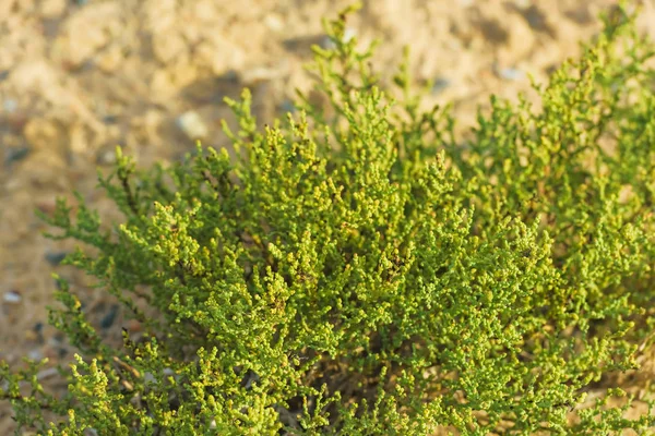 Çöldeki yeşil çalı. Kırgızistan'da dinlenin. Issyk Kul Gölü alanında doğa yürüyüşü.