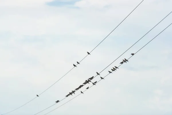 Ptáci Sedí Elektrické Lince Dráty Proti Zatažené Obloze Ptáci Drátech — Stock fotografie