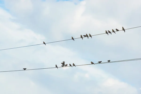 Vögel Sitzen Auf Der Stromleitung Drähte Gegen Den Bewölkten Himmel — Stockfoto