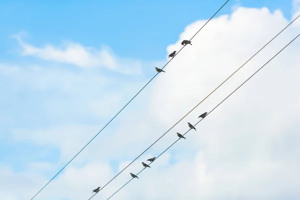 Ptáci Sedí Elektrické Lince Dráty Proti Zatažené Obloze Ptáci Drátech — Stock fotografie