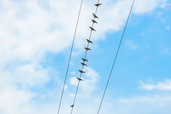 Птицы Сидят Линии Электропередачи Провода Против Облачного Неба Птицы Проводах — стоковое фото