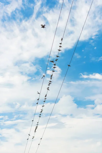 Vögel Sitzen Auf Der Stromleitung Drähte Gegen Den Bewölkten Himmel — Stockfoto