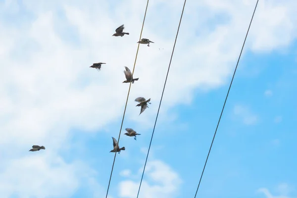 Los Pájaros Sientan Línea Eléctrica Cables Contra Cielo Nublado Aves — Foto de Stock