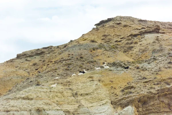 Goats Graze Mountain Nature Kyrgyzstan Texture Stone Mountains Animals Agriculture — Stock Photo, Image