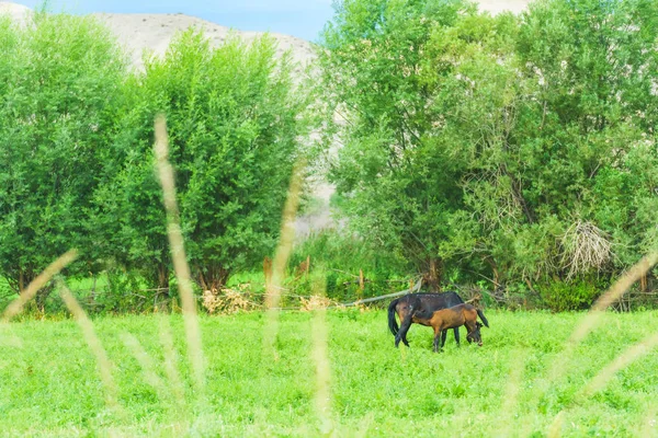 Konie Pasą Się Zielonym Trawniku Zwierzęta Rolnictwie Kirgistanie Dwa Konie — Zdjęcie stockowe