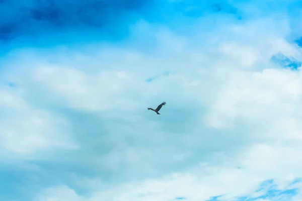 Sas Ellen Kék Felhős Pihenés Kirgizisztánban Madárvédelmi Repülés — Stock Fotó