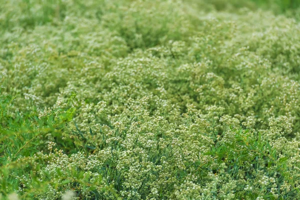 キルギスの野花 自然の中で野生の植物 白い花の緑の低木 — ストック写真