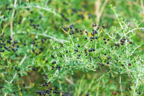 Planta Arbustiva Con Bayas Negras Goji Bayas Silvestres Naturaleza Ramas —  Fotos de Stock