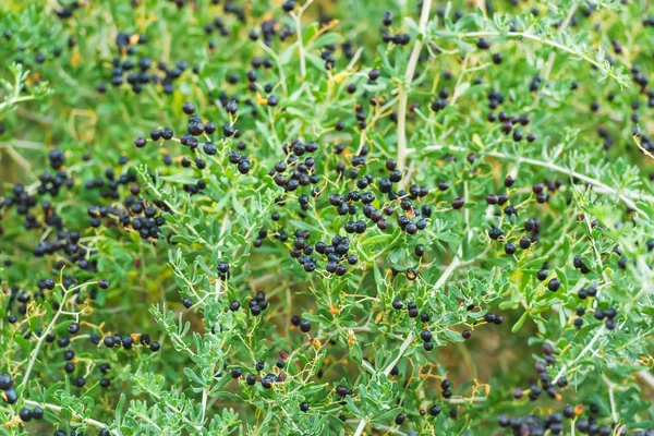 Planta Arbustiva Con Bayas Negras Goji Bayas Silvestres Naturaleza Ramas —  Fotos de Stock