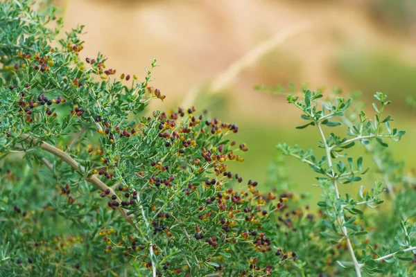 Plante Arbustive Aux Baies Noires Goji Les Baies Sauvages Dans — Photo