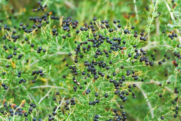 Cserje Növény Fekete Goji Bogyók Vadon Termő Bogyósok Természetben Ágai — Stock Fotó
