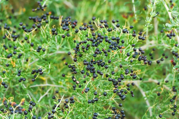 Planta Arbustiva Con Bayas Negras Goji Bayas Silvestres Naturaleza Ramas —  Fotos de Stock