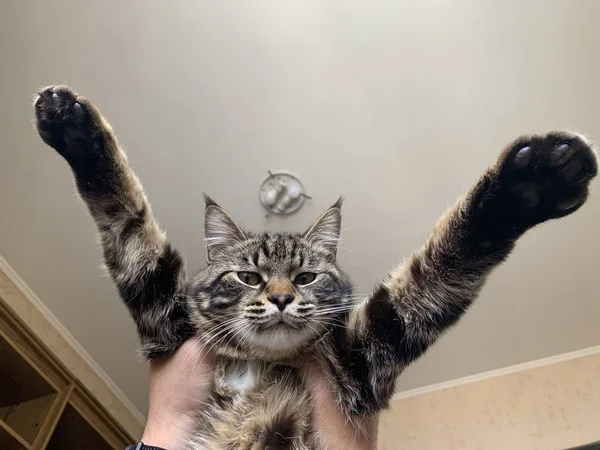 Mężczyzna Trzyma Kota Rękami Kot Domowy Paski Kolor Widok Zwierzęcia — Zdjęcie stockowe