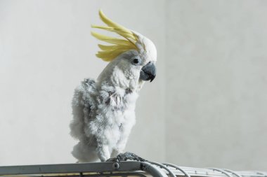 Sarı püsküllü beyaz papağan papağanı. Papağanda tüy kaybı. Kel Kakadu.
