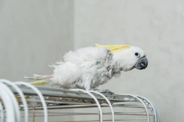 Sarı püsküllü beyaz papağan papağanı. Papağanda tüy kaybı. Kel Kakadu.