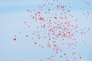 Gökyüzüne karşı haşhaş kırmızı yaprakları. İlkbaharda haşhaş peyzaj alanı. Güney Kazakistan'da çiçekli kırmızı haşhaş. Kırmızı kır çiçekleri. Düşen kırmızı yaprakları.