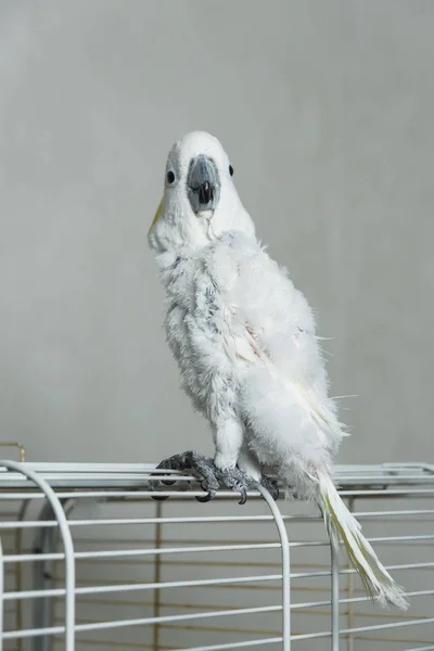 Cacatúa Loro Parlante Blanco Con Mechón Amarillo Pérdida Plumas Loro —  Fotos de Stock