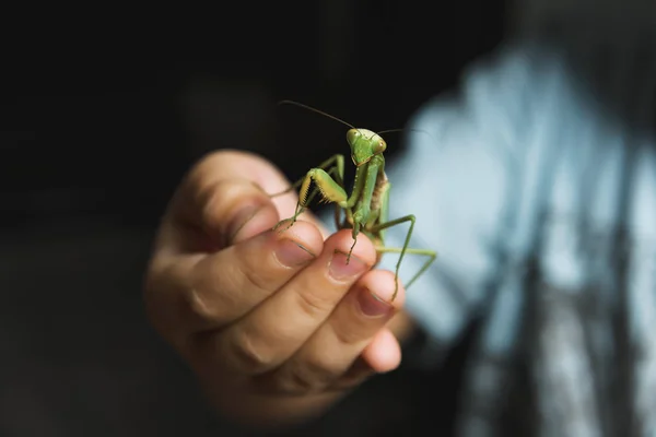 Mantis Fingers Large Green Mantis Hands Child Huge Insect Beetle — Stock Photo, Image