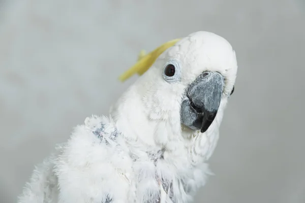 White Talking Parrot Cockatoo Yellow Tuft Loss Feathers Parrot Bald — Stock Photo, Image