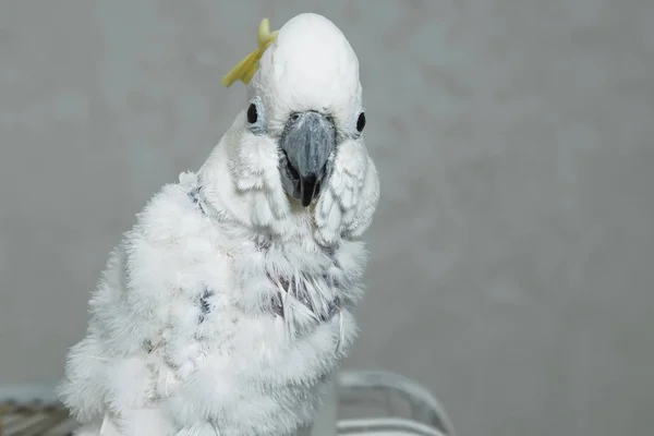 Cacatua Papagaio Língua Branca Com Tufo Amarelo Perda Penas Num — Fotografia de Stock
