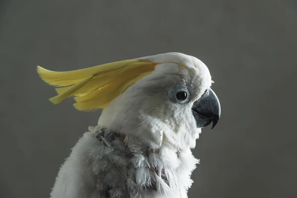 Cacatoès Perroquet Blanc Avec Touffe Jaune Perte Plumes Chez Perroquet — Photo