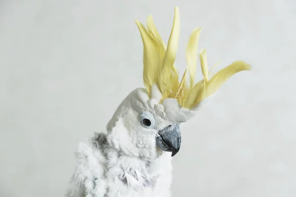 Sarı Püsküllü Beyaz Papağan Papağanı Papağanda Tüy Kaybı Kel Kakadu — Stok fotoğraf