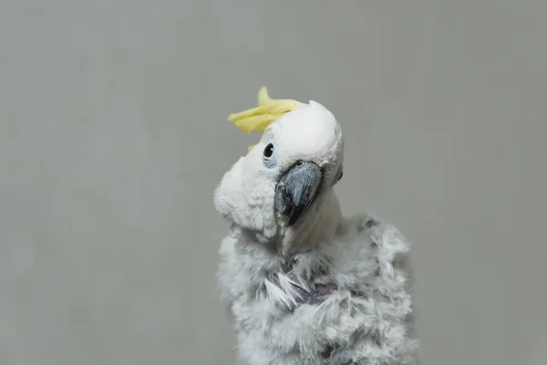 Bílý Mluvící Papoušek Kakadu Žlutým Chomáčem Ztráta Peří Papouška Plešaté — Stock fotografie