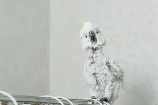 Bílý Mluvící Papoušek Kakadu Žlutým Chomáčem Ztráta Peří Papouška Plešaté — Stock fotografie