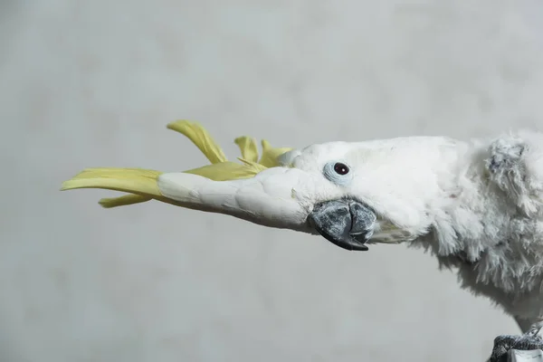 Cacatoès Perroquet Blanc Avec Touffe Jaune Perte Plumes Chez Perroquet — Photo