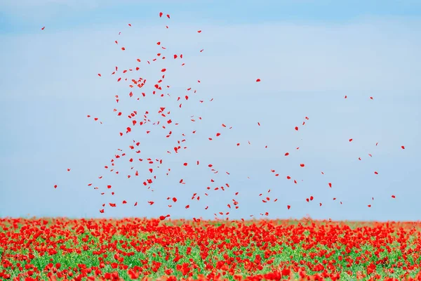 Rode Bloemblaadjes Van Klaprozen Tegen Hemel Landschap Veld Van Klaprozen — Stockfoto