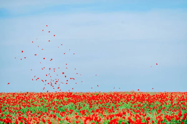 Red Petals Poppies Sky Landscape Field Poppies Spring Flowering Red — Stock Photo, Image
