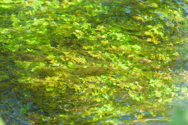 Pato Verde Superficie Del Agua Plantas Estanque Estanque Parque —  Fotos de Stock