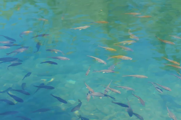 Vissen Een Kunstmatig Reservoir Een Kudde Vis Het Heldere Water — Stockfoto