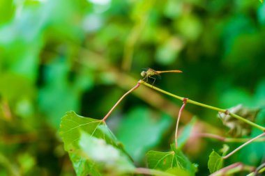 Bitkilerin dallarında oturan yusufçuk. Doğada böcek. Büyük bir yusufçuk.