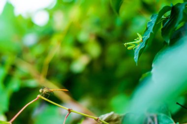 Bitkilerin dallarında oturan yusufçuk. Doğada böcek. Büyük bir yusufçuk.