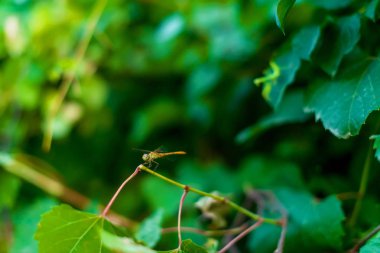 Bitkilerin dallarında oturan yusufçuk. Doğada böcek. Büyük bir yusufçuk.
