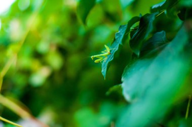 Bitkilerin dallarında oturan yusufçuk. Doğada böcek. Büyük bir yusufçuk.