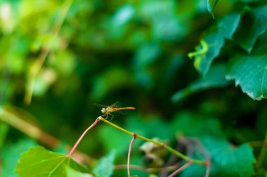 Bitkilerin dallarında oturan yusufçuk. Doğada böcek. Büyük bir yusufçuk.