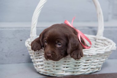Küçük bir köpek Labrador hasır sepet oturur. Köpek kahverengi renkte. Evcil Hayvan Labrador.