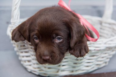 Küçük bir köpek Labrador hasır sepet oturur. Köpek kahverengi renkte. Evcil Hayvan Labrador.